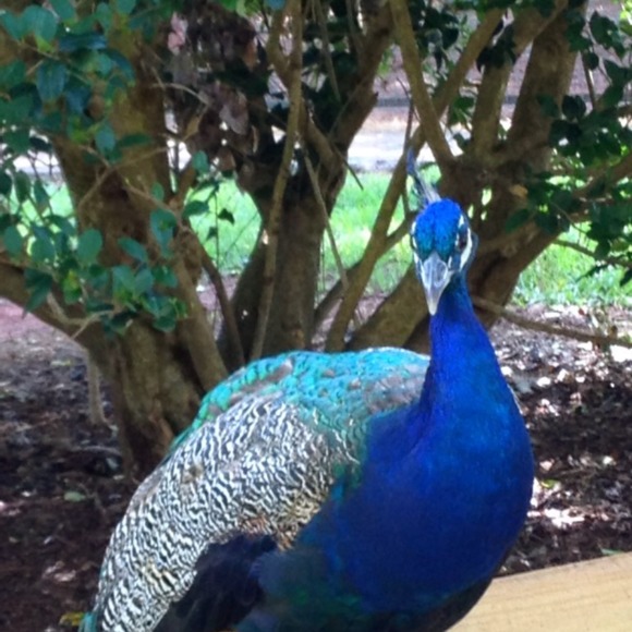 violetpeacock